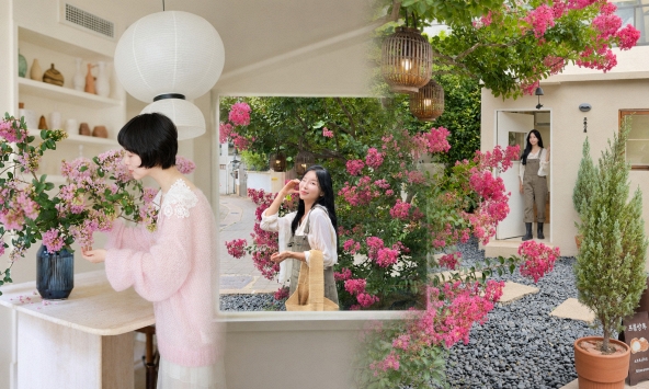 Mùa hoa tường vi lại về: Loài hoa 'pháo hoa hồng giữa ban ngày' khiến chị em Hàn, Trung, Việt cùng mê