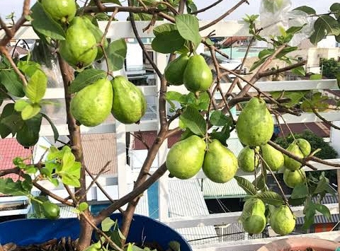4 lý do vì sao nên trồng một cây ổi trong sân nhà