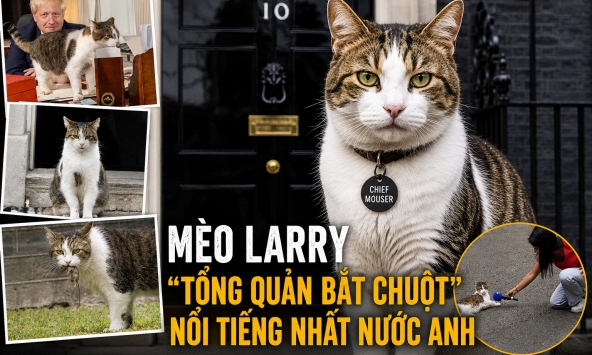Mèo Larry - ‘công chức’ nổi tiếng nhất nước Anh: 15 năm ở số 10 Downing, qua 7 đời Thủ tướng, được chuẩn bị tang lễ mật danh ‘Larry Bridges’