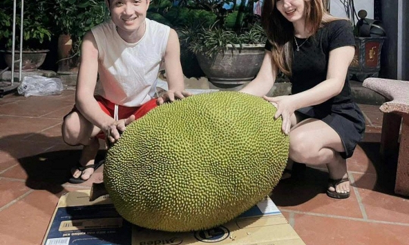 Xuất hiện quả mít 50kg ở Bắc Ninh, mỗi năm chỉ ra 1-2 quả, hương vị gây tò mò