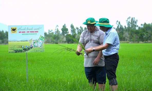 Đổi mới tư duy trên vùng đất phèn để tăng hiệu quả trồng lúa
