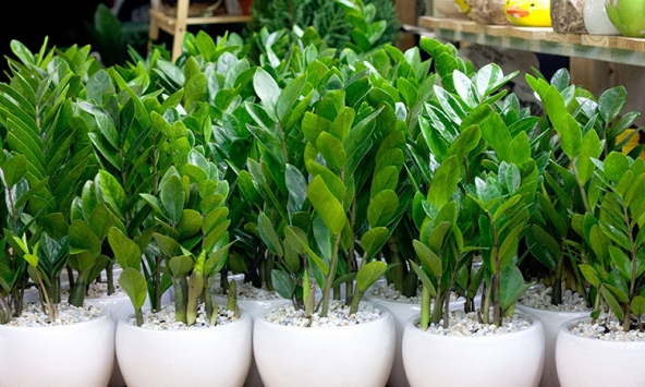 6 lời khuyên cho các gia đình đang trồng cây kim tiền