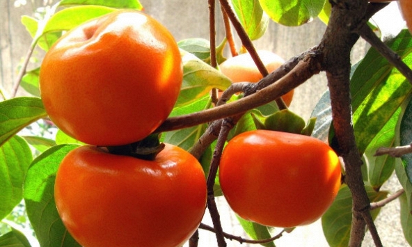 5 lý do vì sao các gia đình nên trồng 1 cây hồng trong sân vườn