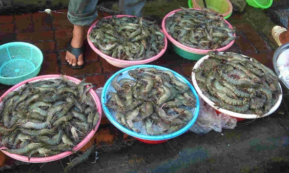 Chủ cửa hàng hải sản 20 năm nói thẳng: 5 loại tôm có cho không cũng đừng lấy, chỉ người 'dại' mới mua