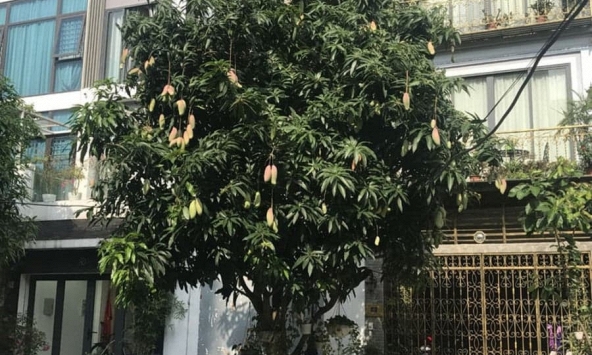 5 lý do nên trồng một cây xoài trong nhà