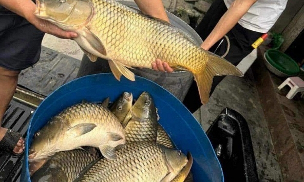 Chủ sạp bán cá gần 30 năm nói thẳng: 4 loại cá cho không cũng đừng lấy! Chỉ người không biết mới dám mua