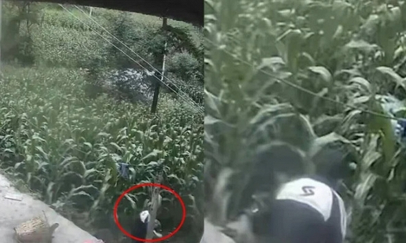 Bé trai lao vào ruộng ngô rồi biến mất khỏi camera, 6 ngày sau được tìm thấy ở nơi không ai ngờ