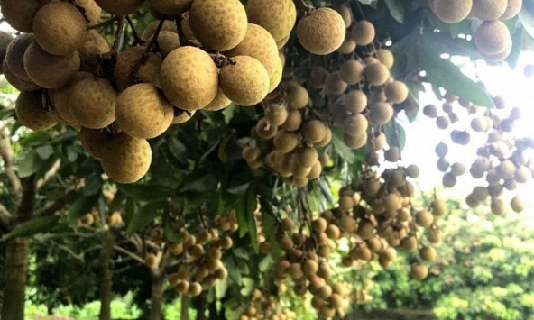 Quả đặc sản chỉ Hưng Yên mới có: Trồng một cây như 'chôn hũ vàng', nhiều gia đình xem như của để dành cho con cháu