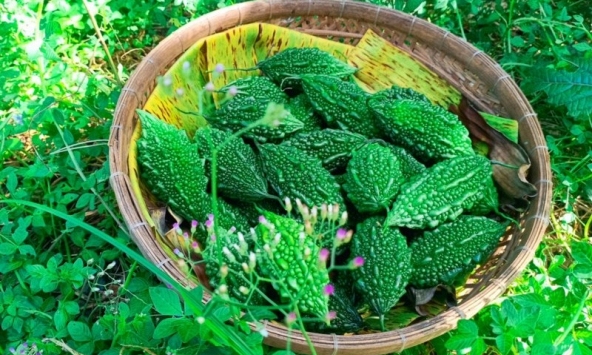 Mỹ đánh giá: Loại quả đắng ngắt lại là 'vua dưỡng gan', người ăn thường xuyên sớm thấy 5 thay đổi tích cực