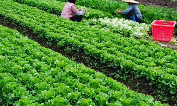 Mỹ đánh giá loại rau lọt top “tốt bậc nhất thế giới”, người Việt ăn liên tục mà không hay biết