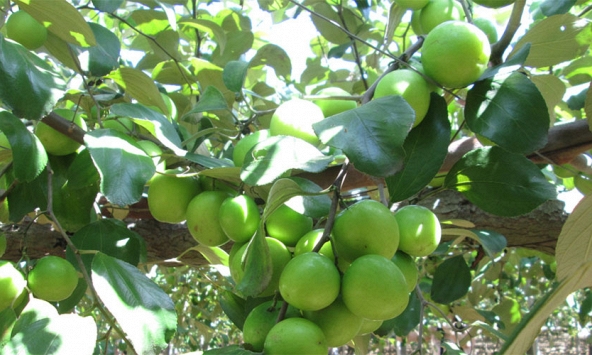 5 lý do nên trồng một cây táo trong nhà