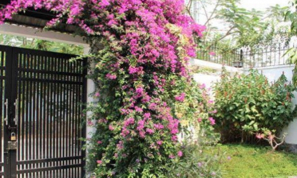 Lý do nhiều người thích trồng hoa giấy trước nhà nhưng không bao giờ đặt trong phòng