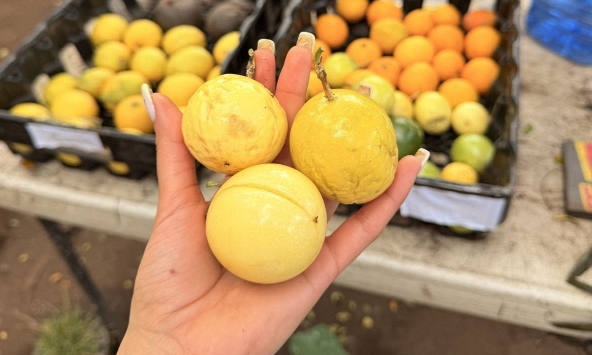 Chợ Việt có 4 thực phẩm màu vàng được ví như “thần dược” mùa thu