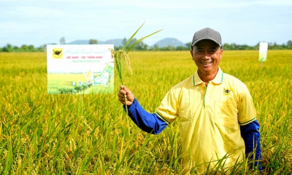 Nâng pH đất phèn- chìa khóa hạ giá thành lúa hè thu ở Tứ giác Long Xuyên