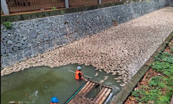 Vừa dọn sạch 5 tấn cá chết, con sông lại liên tiếp xuất hiện cảnh tượng khiến người dân hoảng hốt