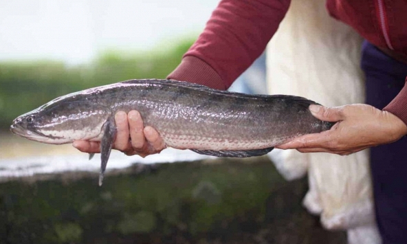 5 loại cá ngon, bổ ngang cá ngoại nhưng chỉ rẻ bằng 1 nửa, rất sẵn ở chợ Việt