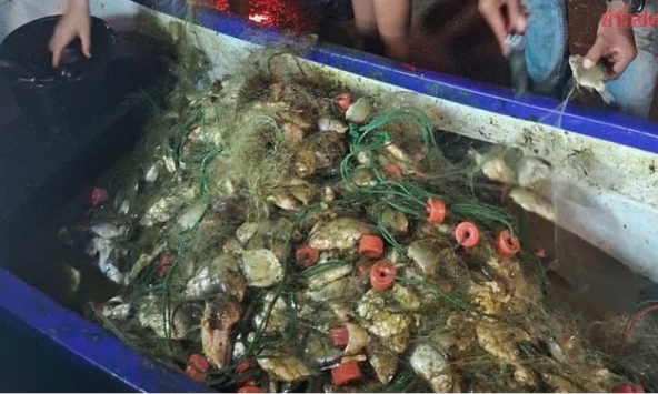 Đi bắt cá về ăn tối, người đàn ông kéo lên gần 200 kg thứ phủ kín thuyền: Chuyên gia chỉ ra điều đáng lo