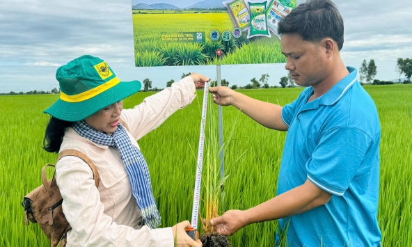 Cải tạo đất đầu vụ, chủ động hạn chế ngộ độc phèn cho lúa
