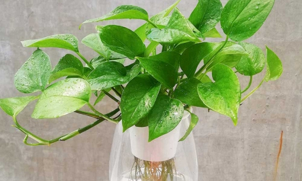 5 lý do vì sao nên trồng một cây trầu bà trong nhà
