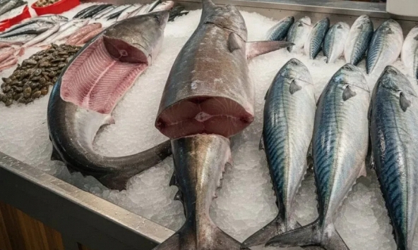 6 loại cá 'ngậm' nhiều thủy ngân bậc nhất