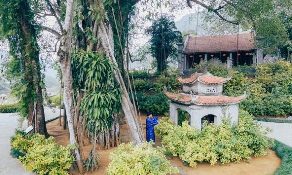 Phát hiện cây đa hơn 1.000 năm tuổi 'biết đi' ở Việt Nam: 3 lần đổi vị trí, mỗi bước tới 15m
