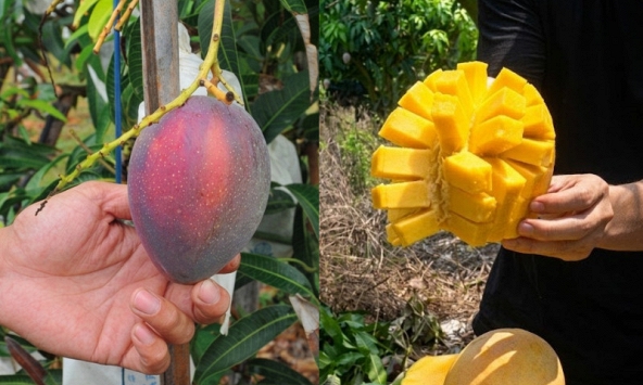 Bỏ việc về quê bán hoa quả, 1 tháng bán được 15 tấn xoài, thu nhập cao hơn lương văn phòng