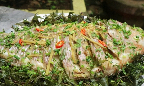 Tin vui cho những người thích ăn lá đinh lăng!
