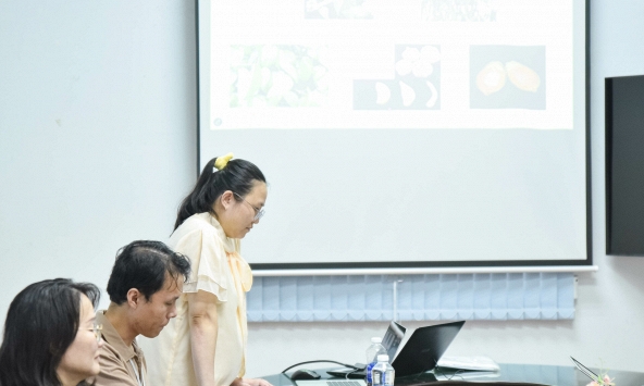 Nuôi rễ tỏi để tìm cách phòng bệnh cho tôm