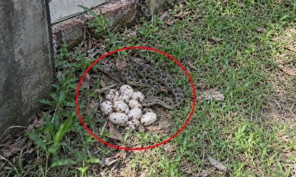 Thấy trứng rắn ở vườn nhà nên làm gì đầu tiên?