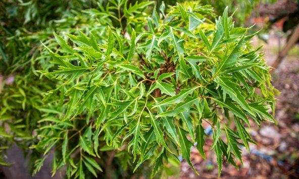 Lời khuyên đến tất cả các gia đình đang trồng cây đinh lăng