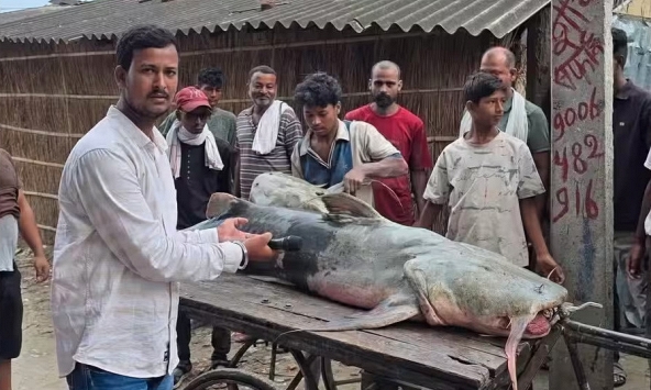 Phát hiện loạt cá lạ có con nặng tới 45kg sau lũ Nepal, người ăn vào bị ốm: Chính quyền lập tức cảnh báo