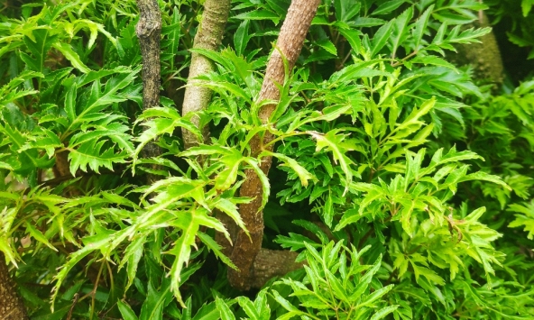 Lời khuyên đến tất cả các gia đình đang ăn lá đinh lăng thường xuyên