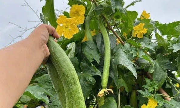 1 thứ trên cây mướp là 'báu vật' dưỡng gan, mắt và da nhưng hiếm ai biết!