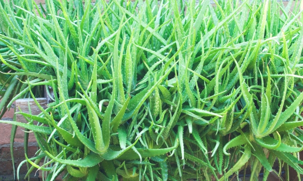 Lời khuyên đến tất cả các gia đình đang trồng cây nha đam