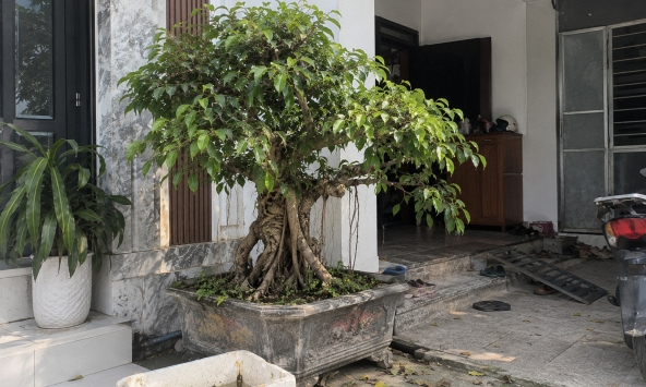 4 lời khuyên đến tất cả các gia đình đang trồng cây si