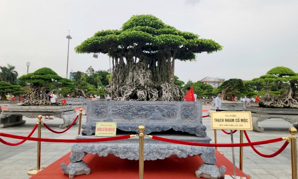 Cây cảnh bạc tỷ hội tụ giữa lòng Quảng Ngãi