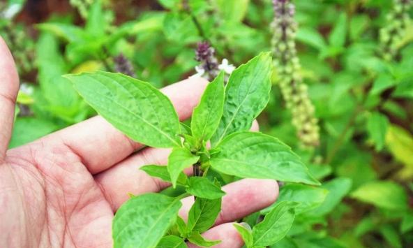 Lời khuyên đến tất cả các gia đình đang trồng cây húng quế