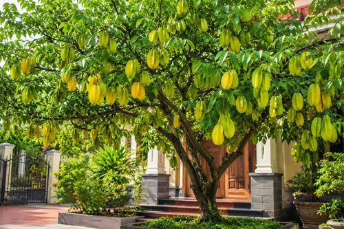 Lời khuyên đến tất cả các gia đình đang trồng cây khế