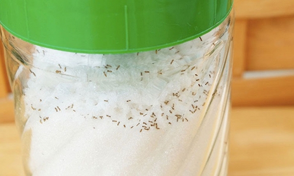 Thấy kiến trong hũ đường nên làm gì đầu tiên?