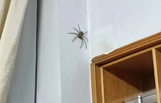 Thấy nhện giăng tơ trong nhà nên làm gì đầu tiên?