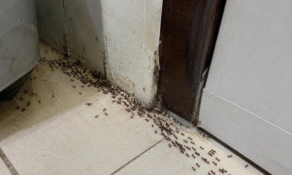 Kiến kéo cả đàn vào nhà nên làm gì đầu tiên?