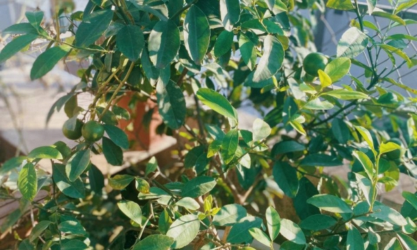 Lời khuyên đến tất cả các gia đình đang trồng cây chanh trong chậu