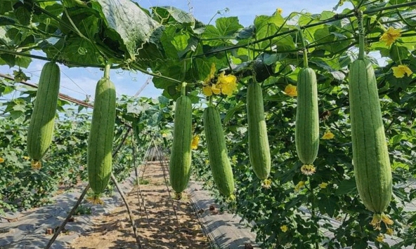 Lời khuyên đến tất cả các gia đình đang trồng cây mướp