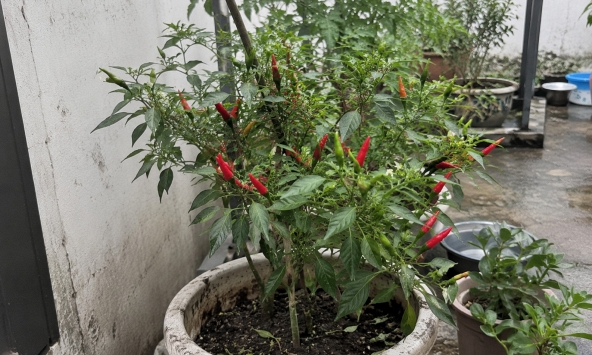 Lời khuyên đến tất cả các gia đình đang trồng cây ớt