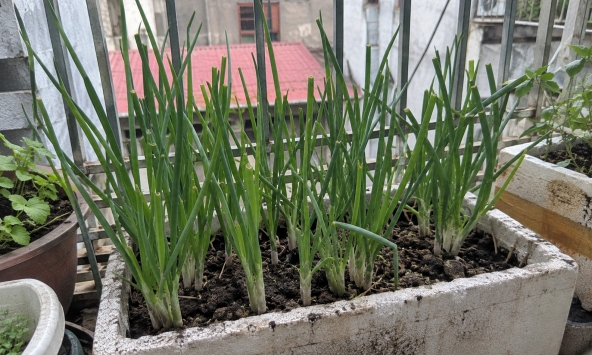 4 lợi ích khi trồng hành lá trong nhà