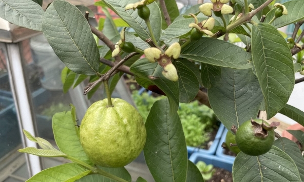 Lời khuyên đến tất cả các gia đình đang trồng cây ổi