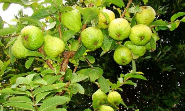 Lời khuyên đến tất cả các gia đình đang trồng cây ổi