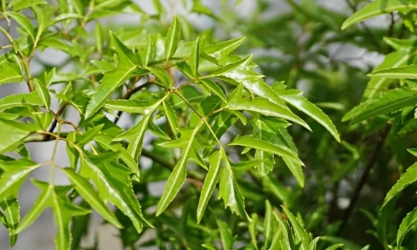 Điều gì xảy ra khi ăn lá đinh lăng với cá?