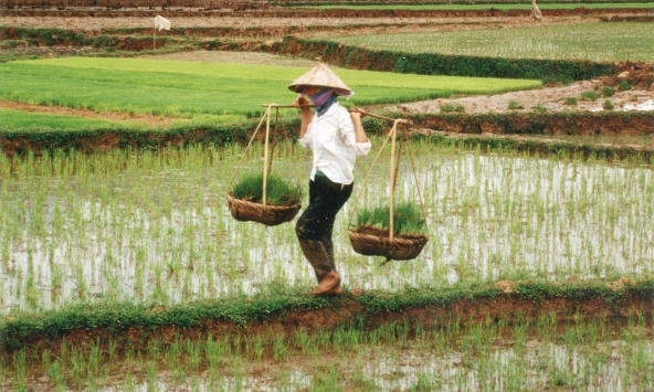 Tăng hỗ trợ bảo hiểm nông nghiệp, phụ nữ có dễ tiếp cận?