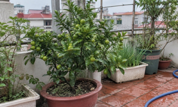 Lời khuyên đến tất cả các gia đình đang trồng cây quất